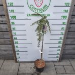 Skalník drobnolistý (Cotoneaster procumbens) ´QUEEN OF CARPET´ - výška 90-100 cm, kont. C5L - NA KMIENKU